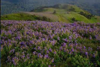 Colline fleurie de neelakurinji dans le Karnataka