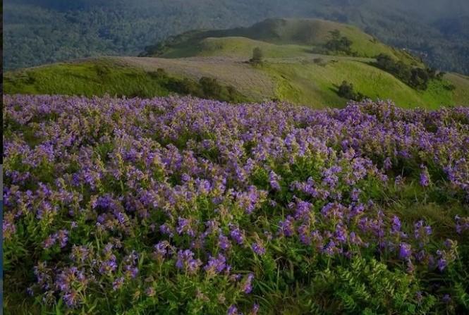 Colline fleurie de neelakurinji dans le Karnataka