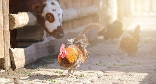 un coq passe devant un taureau