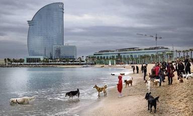 plein de chiens sur une plage