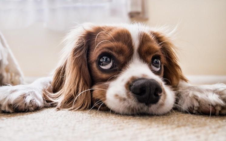 un chien faisant les yeux doux