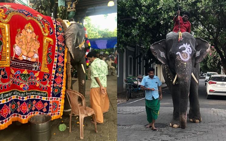 Lakshmi, l'éléphante dans les rues de Pondichéry 