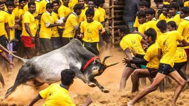 Le premier jallikattu de 2023 dans le Tamil Nadu