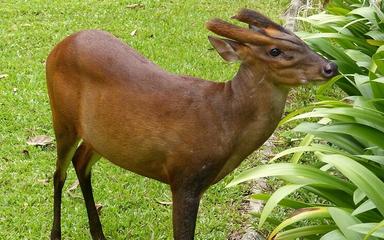 Barking_Deer_(Muntiacus_muntjak)_(8753624038) wikimedia small