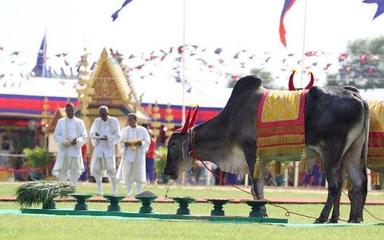 Fete du sillon sacré - AKP