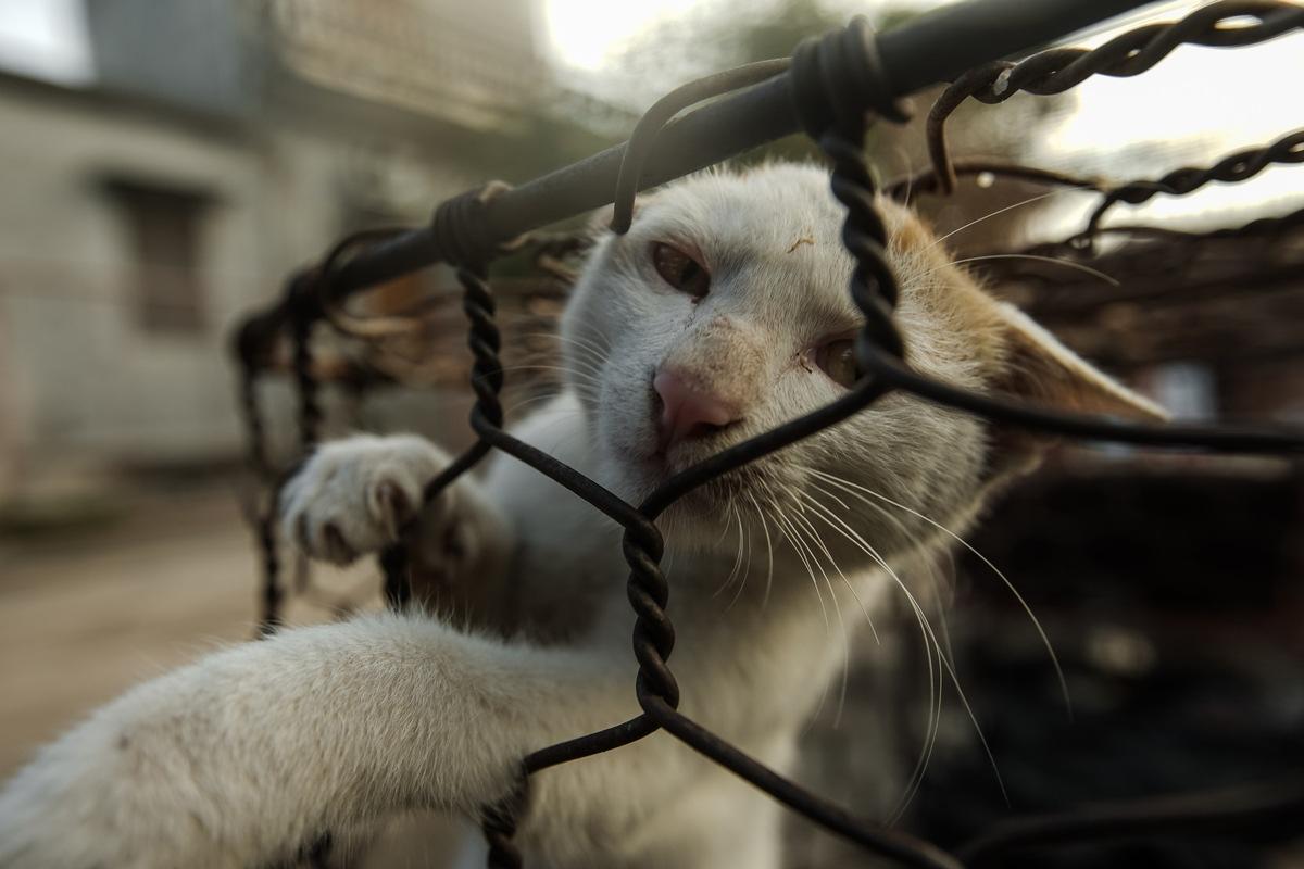 chat enfermé dans une cage dans la rue au Vietnam 