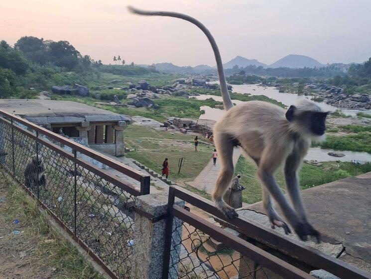 Des singes à Hampi