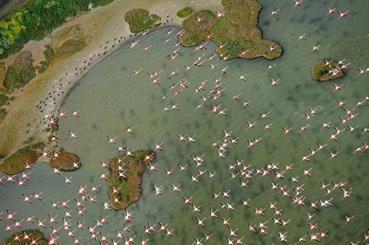 Vol de flamands roses dans le Parc Doñana, Huelva