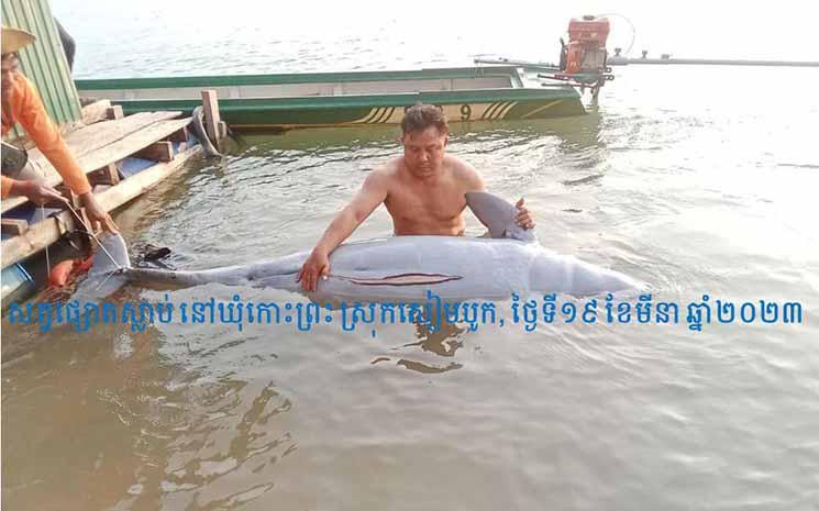 DAUPHINS mort dans  le MEKONg