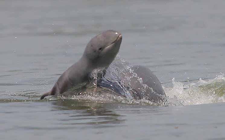 Dauphin du Mekong AKP