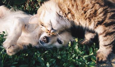 Un chat et un chien en Corée du Sud