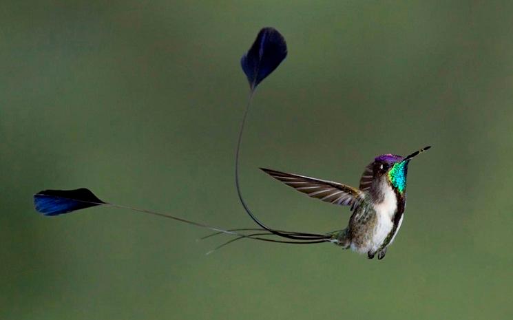 Le colibri à queue de spatule, un oiseau endémique du Pérou