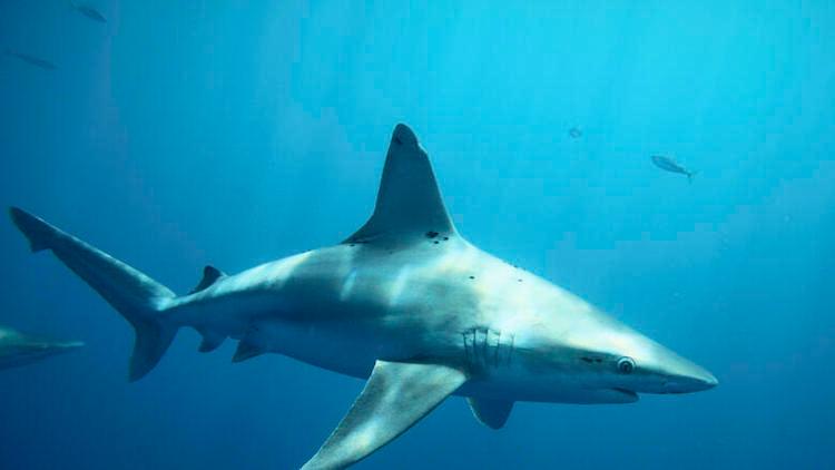 requin eau emirats