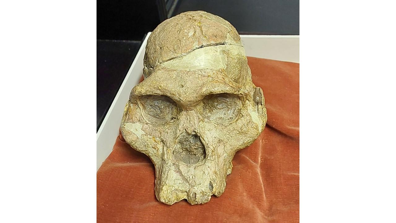 Crâne de Mrs Ples, hominidés découvert en Afrique du Sud