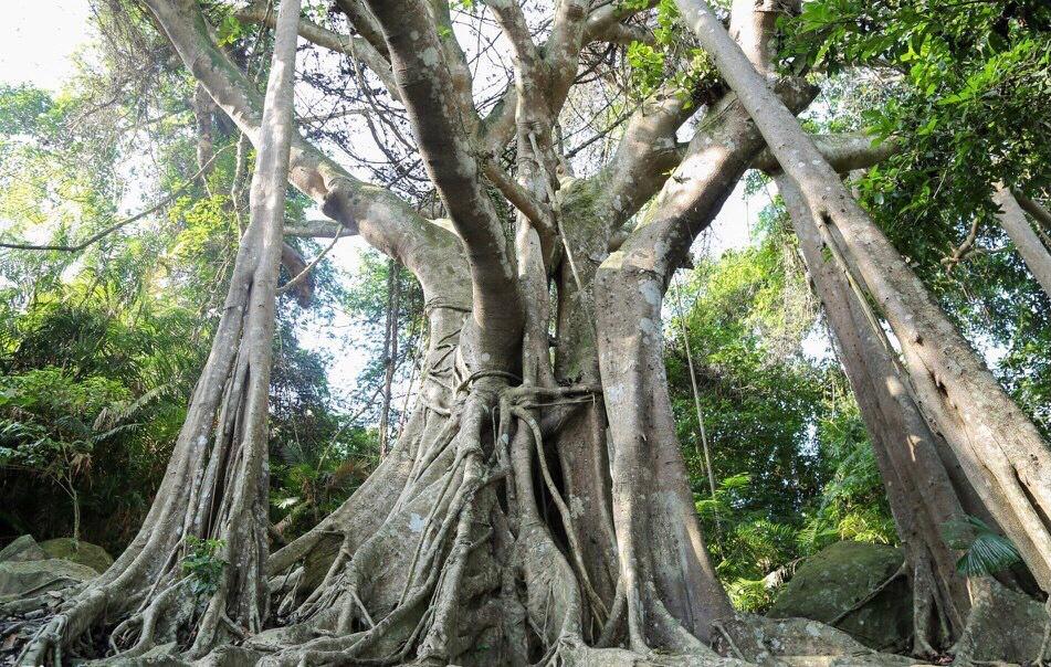 banian de son tra au Vietnam, un arbre au patrimoine vietnamien 