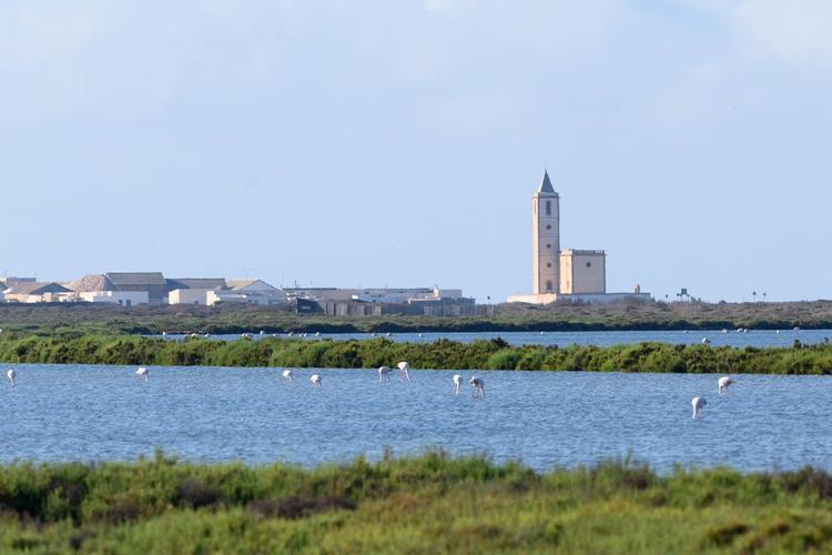 Flamants dans les salins de Cabo de Gata