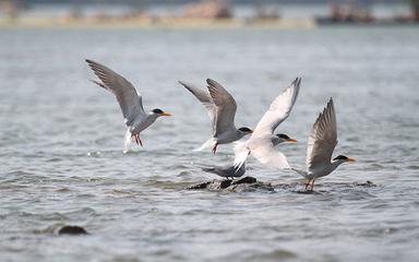 River Tern at Mekong River © Eam Sam Un : WWF-Cambodia (1)