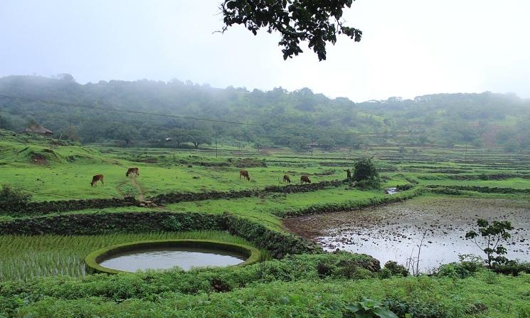 Paysage de mousson dans le Maharashtra en Inde