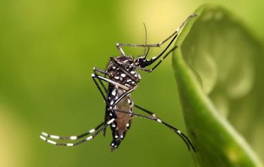 Un moustique Aedes aegypti, vecteur de la dengue