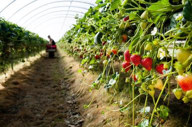 Plantation de fraises à Huelva