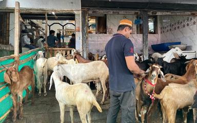 Musulmans et chèvres pour Aïd El Kebir - Mumbai