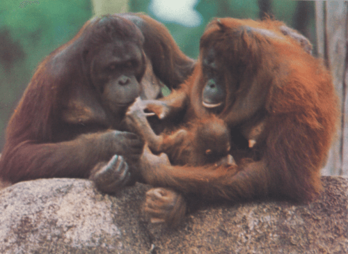 Singapore zoo naissance orang-outan 1975