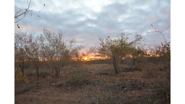 Paysage du Kruger Park en Afrique du Sud