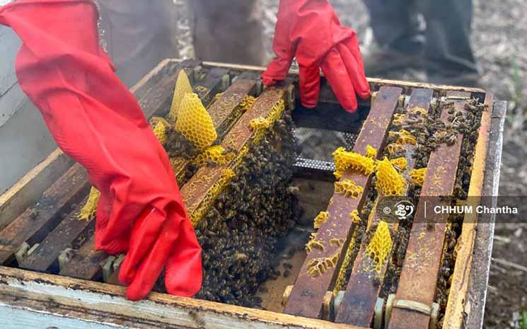 Un projet d'apiculture de la Fondation Angelina Jolie prospère 