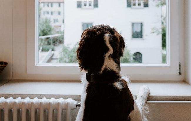 Un chien aboie à la fenêtre