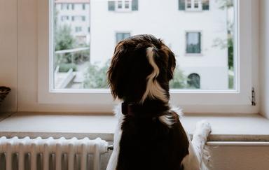 Un chien aboie à la fenêtre