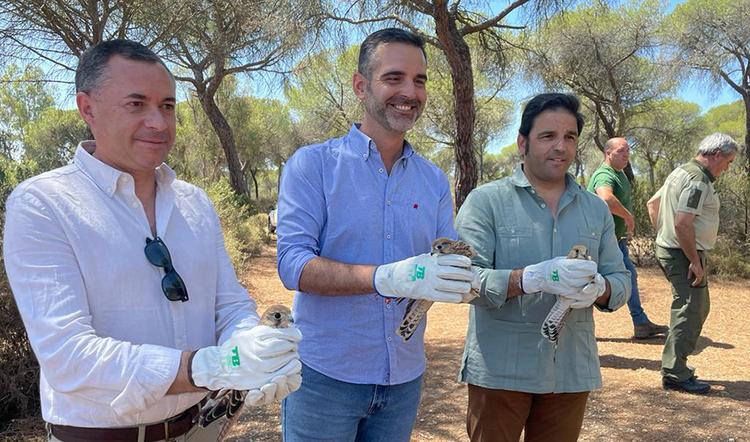 Le conseiller pour le développement durable, Ramón Fernández-Pacheco, a participé à la libération de trois faucons crécerelles.