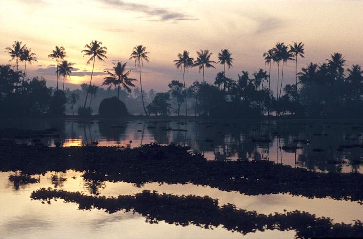 Les cocotiers du Kerala en Inde