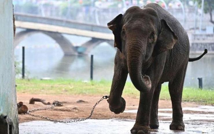 Deux éléphants au Vietnam sont enchaînés au zoo de Hanoi