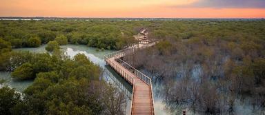 mangrove cop 28