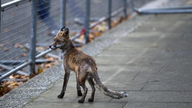 renard londres