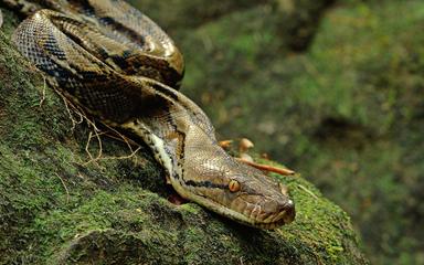 Thaïlande serpents