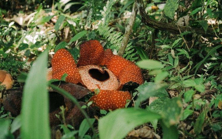 Rafflesia fleur extinction