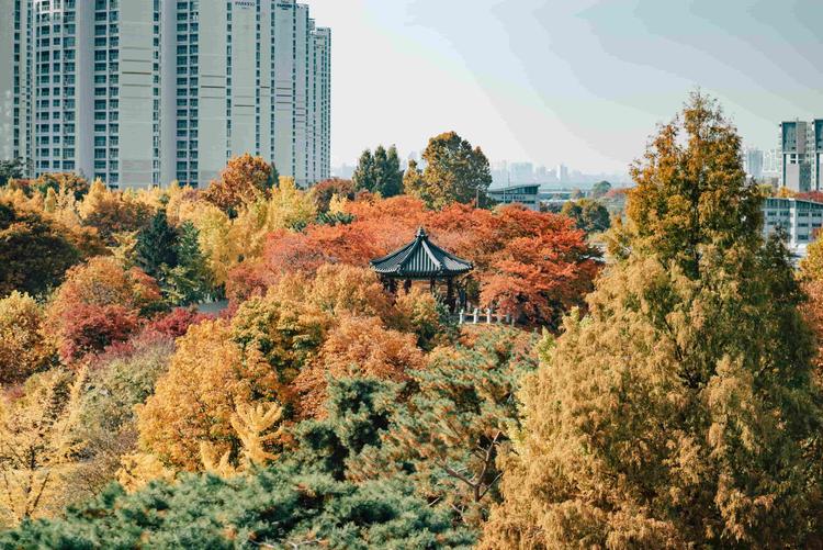 Les couleurs de l'automne à l'Olympic Park à Séoul.