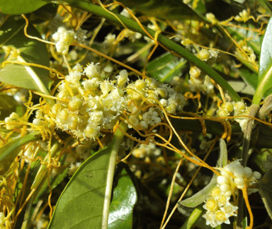 Cuscuta_chinensis_07-700x590-1