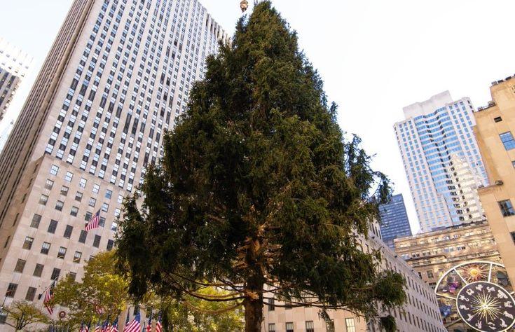 sapin de noel rockfeller center new york