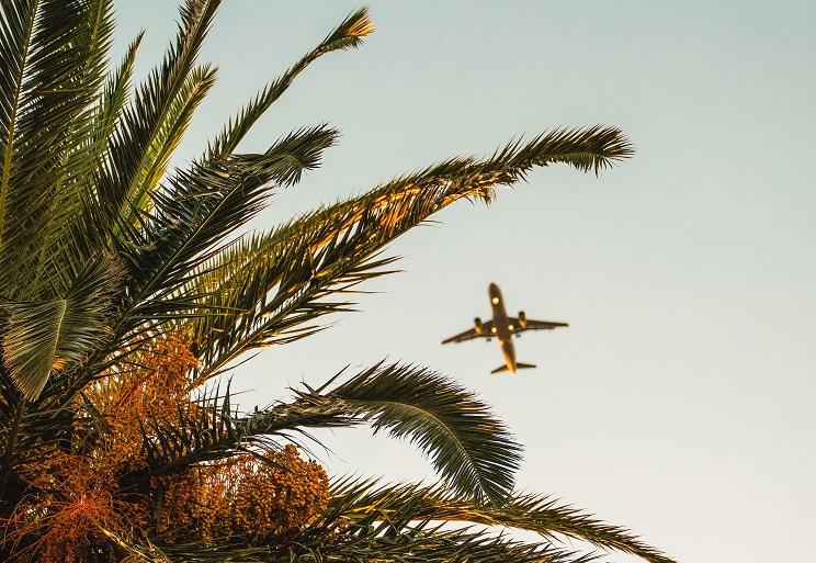 un avion survole un palmier en Espagne