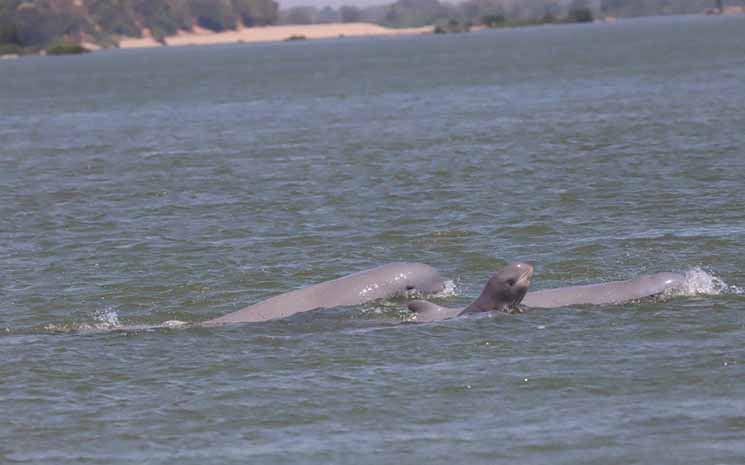 Daulphineau de l'Irrawaddy à Kratie