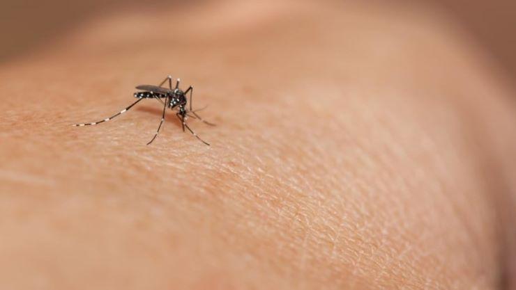 un moustique Aedes en train de piquer