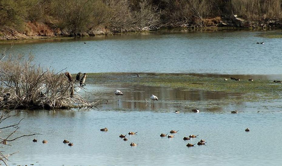 La Doñana en Andalousie 