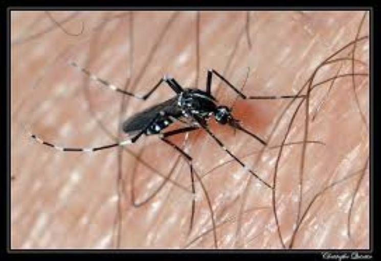 mosquito dangereux pour la dengue 