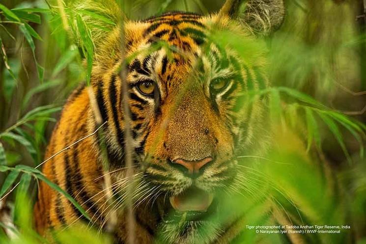 Réintroduction des tigres au Cambodge