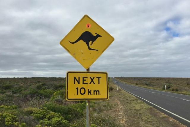 panneau de signalisation routière australien représentant un losange jaune avec un kangourou