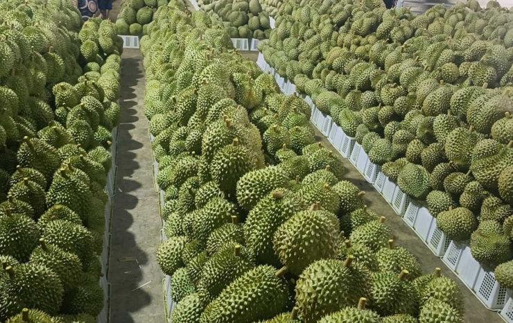 Le durian, un fruit particulièrement rentable