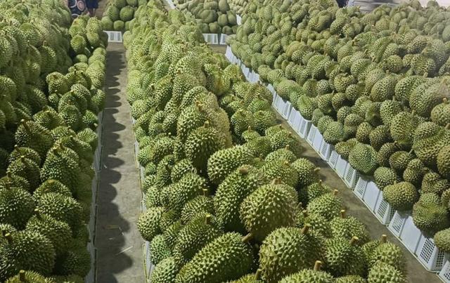 Le durian, un fruit particulièrement rentable