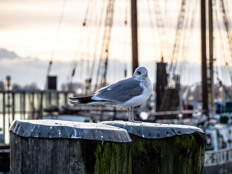 hans-ripa-ailes-hambourg-unsplash